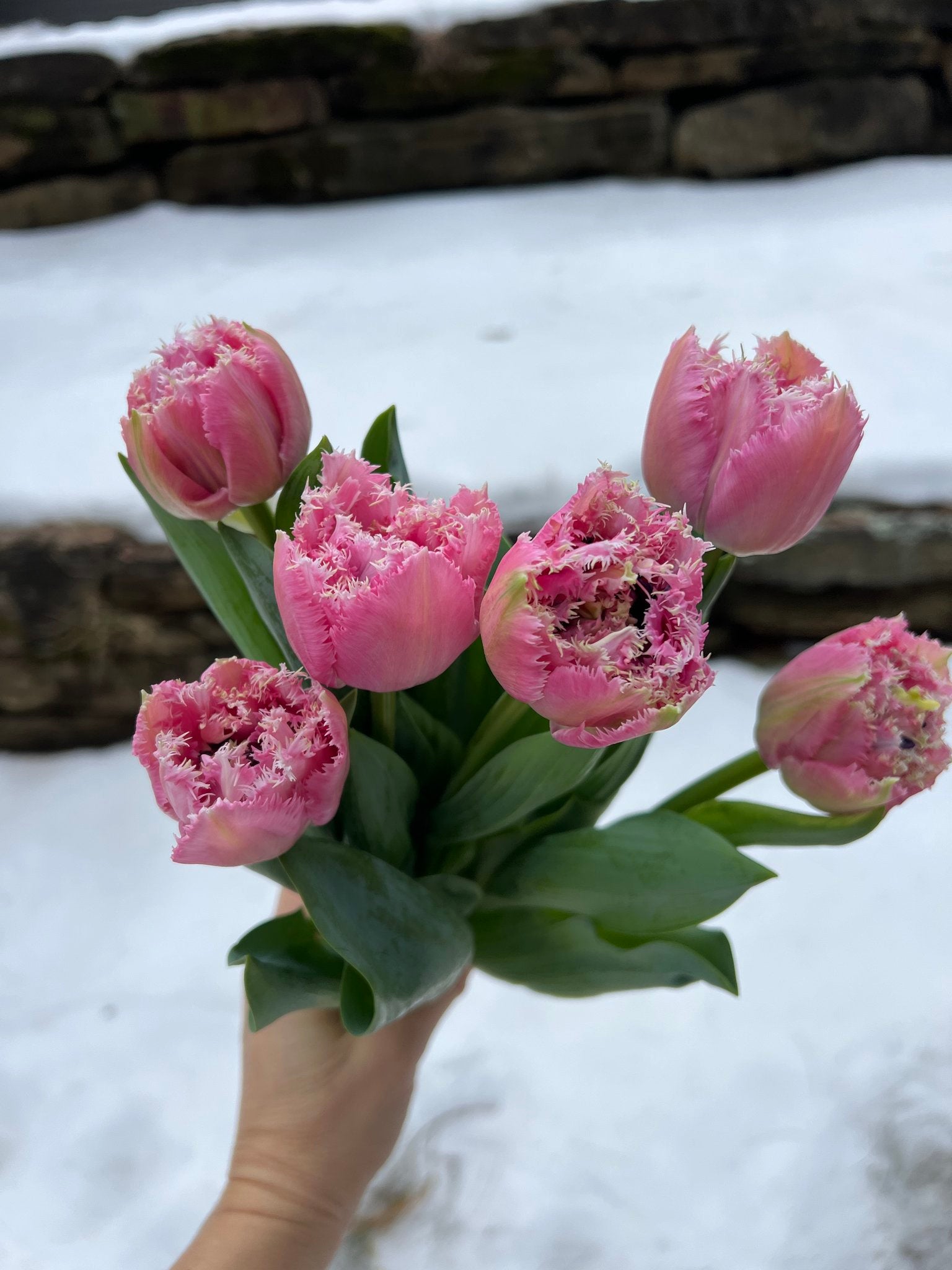 Joy Farm Bloom - Winter Blooms-Happy on Main-Happy on Main