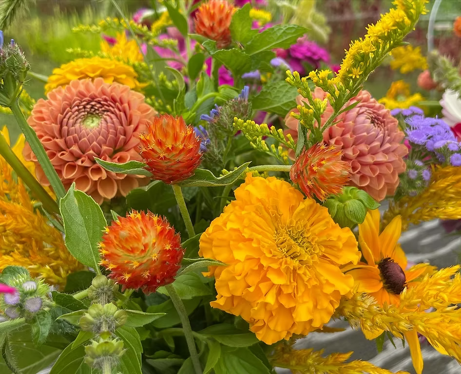 Joy Farm - Summer Blooms Pickup | Thursday, August 13th