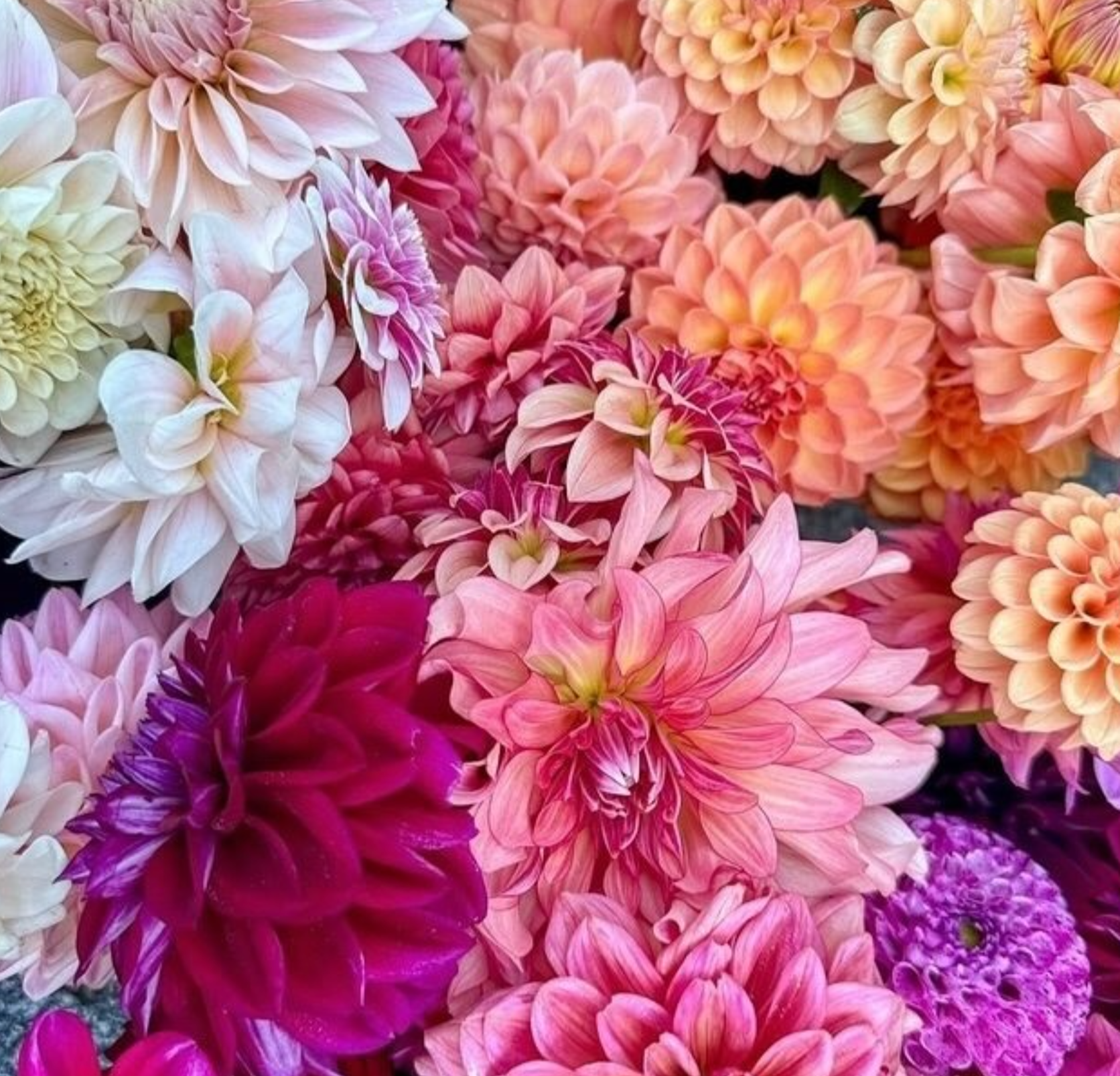 Happy Bloom Share with Bloomsbury Fields-Happy on Main-Happy on Main