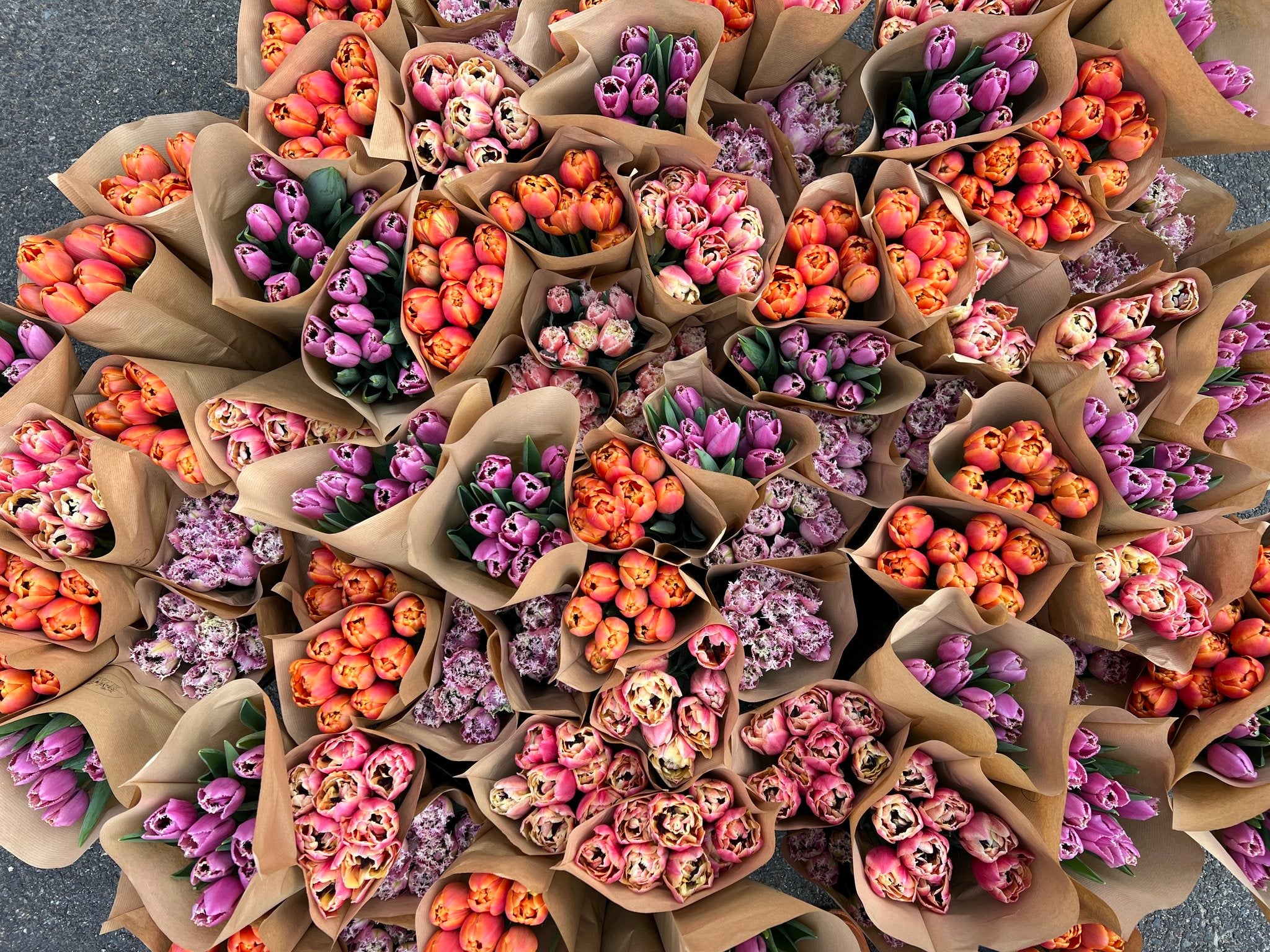 Joy Farm Bloom - Winter Blooms-Happy on Main-Happy on Main