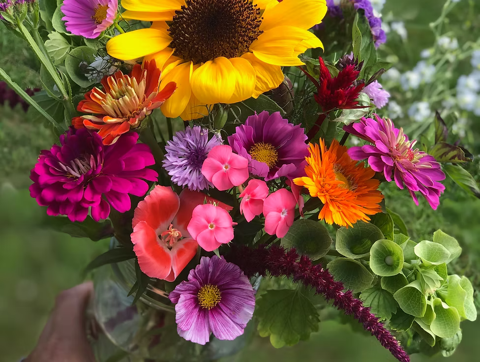 Joy Farm - Summer Blooms Pickup | Thursday, August 13th